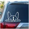 Boston Terrier Peeking Window Decal Sticker