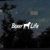 boxer life