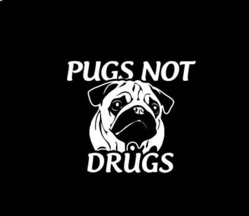 Pugs not Drugs Decal – Dog Stickers