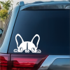 French Bulldog Peeking Window Decal Sticker