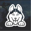 Husky Peeking Window Decal Sticker