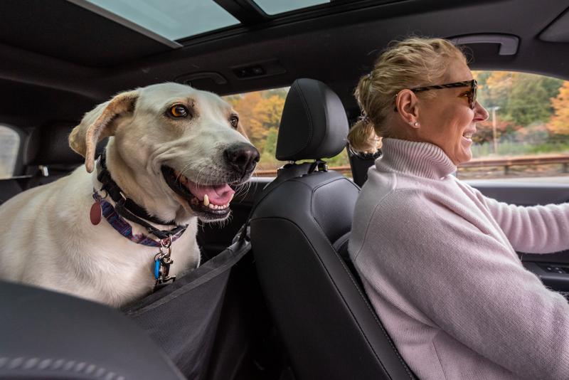 8 Tips for Safe Driving With Your Dog in the Car Custom Sticker Shop