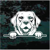 Labrador Retriever Peeking Decal Sticker