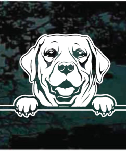Labrador Retriever Peeking Decal Sticker