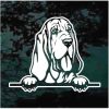 Bloodhound peeking Dog Decal Sticker