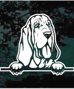 Bloodhound peeking Decal Sticker