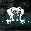 Boxer peeking Window Decal Sticker