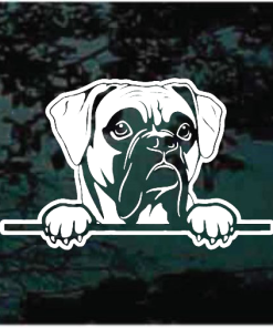 Boxer peeking Window Decal Sticker