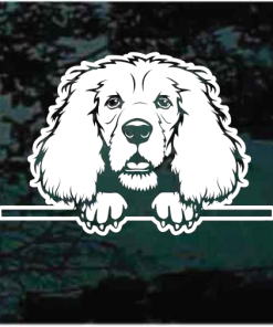 Cocker spaniel peeking Decal Sticker