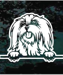 Maltese Peeking Dog Decal Sticker