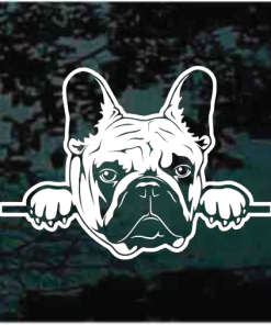 French Bulldog peeking Decal Sticker
