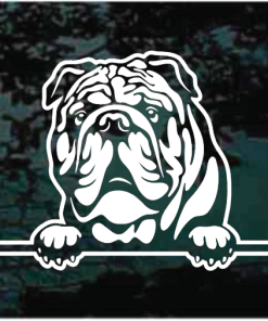 English Bulldog Head Decal Sticker