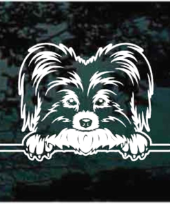 Papillon Peeking Decal Sticker