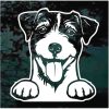 Jack Russell Terrier Peeking Dog Decal Sticker