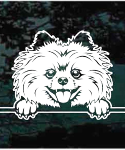 Pomeranian peeking Decal Sticker