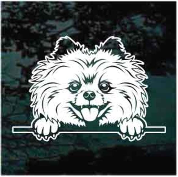 Pomeranian peeking Dog Decal Sticker