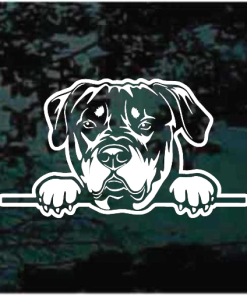 Rottweiler Peeking Decal Sticker