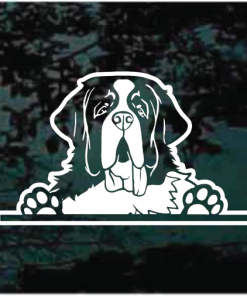 St Bernard Peeking Decal Sticker