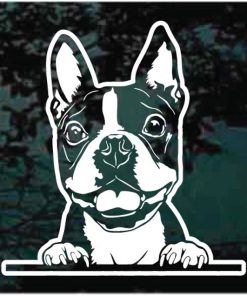 Boston Terrier Peeking Dog Decal Sticker