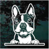 Boston Terrier Peeking Decal Sticker