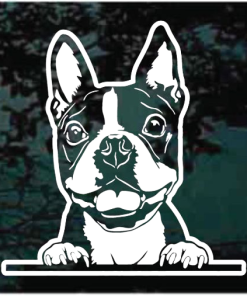 Boston Terrier Peeking Decal Sticker