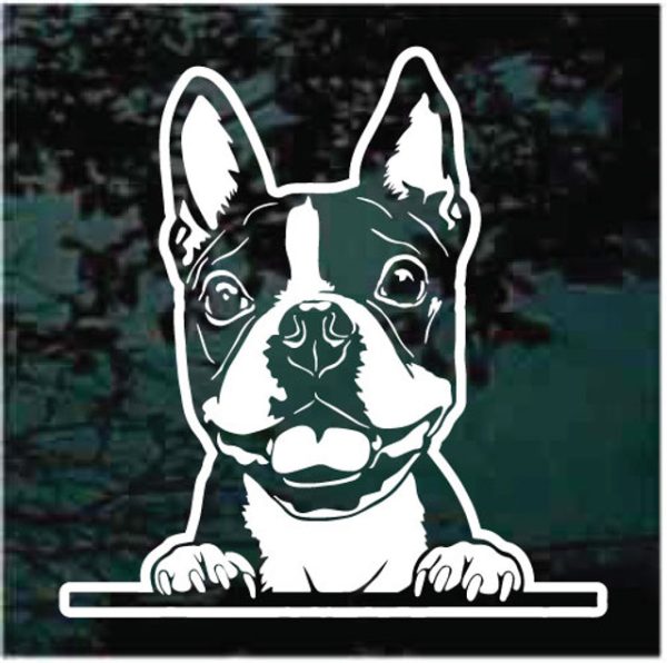 Boston Terrier Peeking Dog Decal Sticker