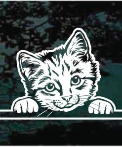 Kitten peeking window decal sticker for cars and trucks