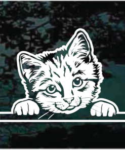 Kitten peeking window decal Sticker