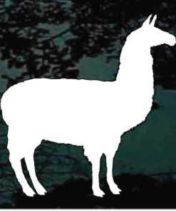 Llama decal Sticker