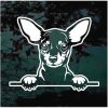 Miniature Pinscher Peeking Dog decal sticker for cars and trucks