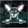 Miniature Pinscher Peeking Decal Sticker
