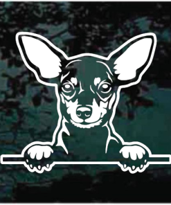 Miniature Pinscher Peeking Decal Sticker