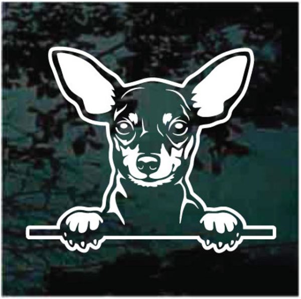 Miniature Pinscher Peeking Dog decal sticker for cars and trucks