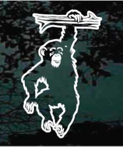 Chimpanzee chimp hanging window decal sticker for cars and trucks