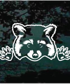 Raccoon Peeking decal sticker for cars and trucks