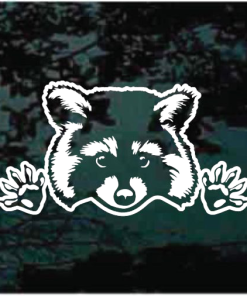 Raccoon Peeking decal Sticker