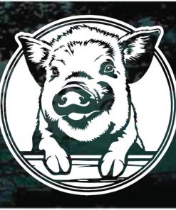 Pig Peeking Round Decal Sticker
