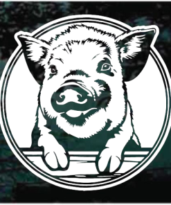 Pig Peeking Round Decal Sticker